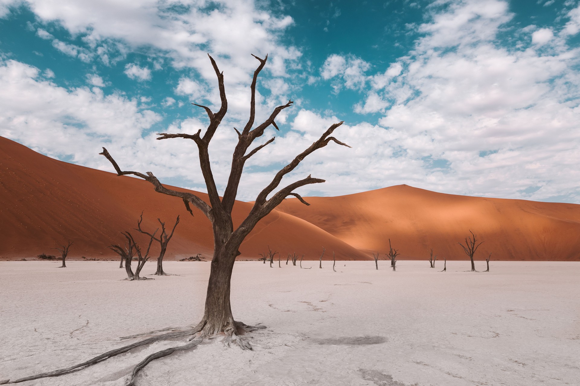 Bare Tree On Desert Against Sky